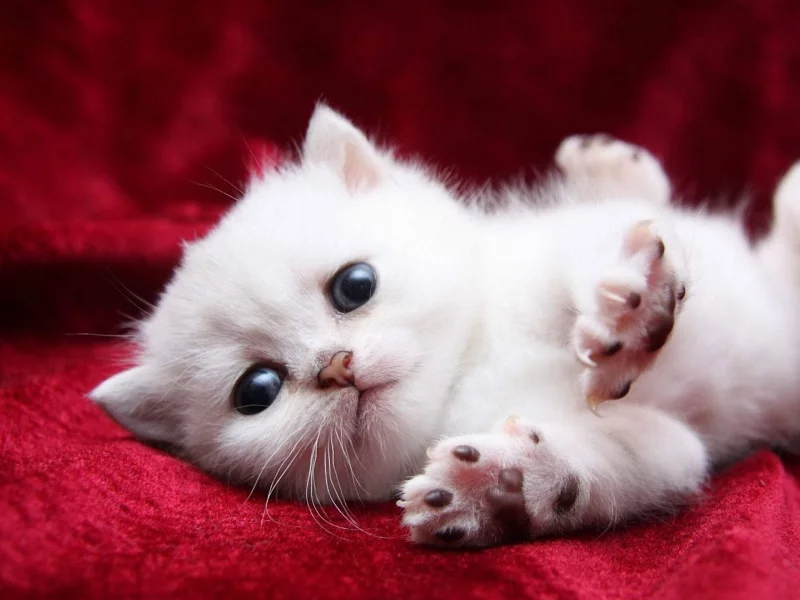 cat, kitten, fluffy