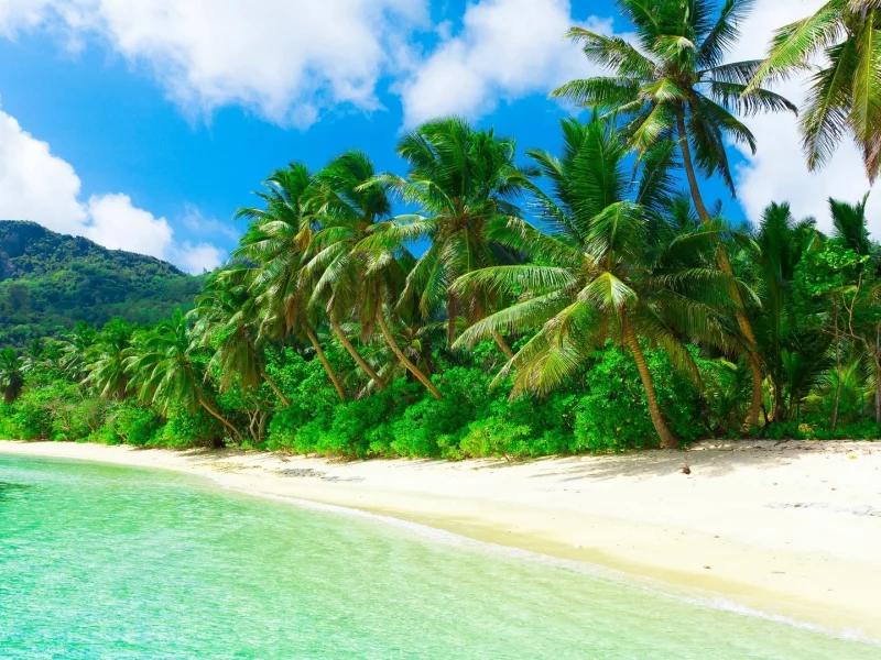 nature, coast, sea, beach, palm trees