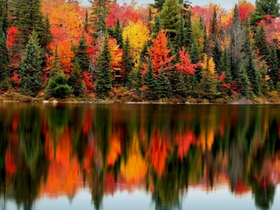 nature, forest, river, reflection, coniferous