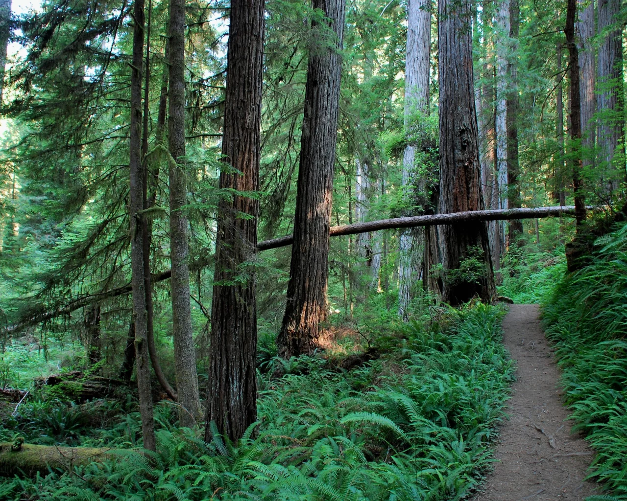 nature, forest, coniferous forest, pine, cedar, path