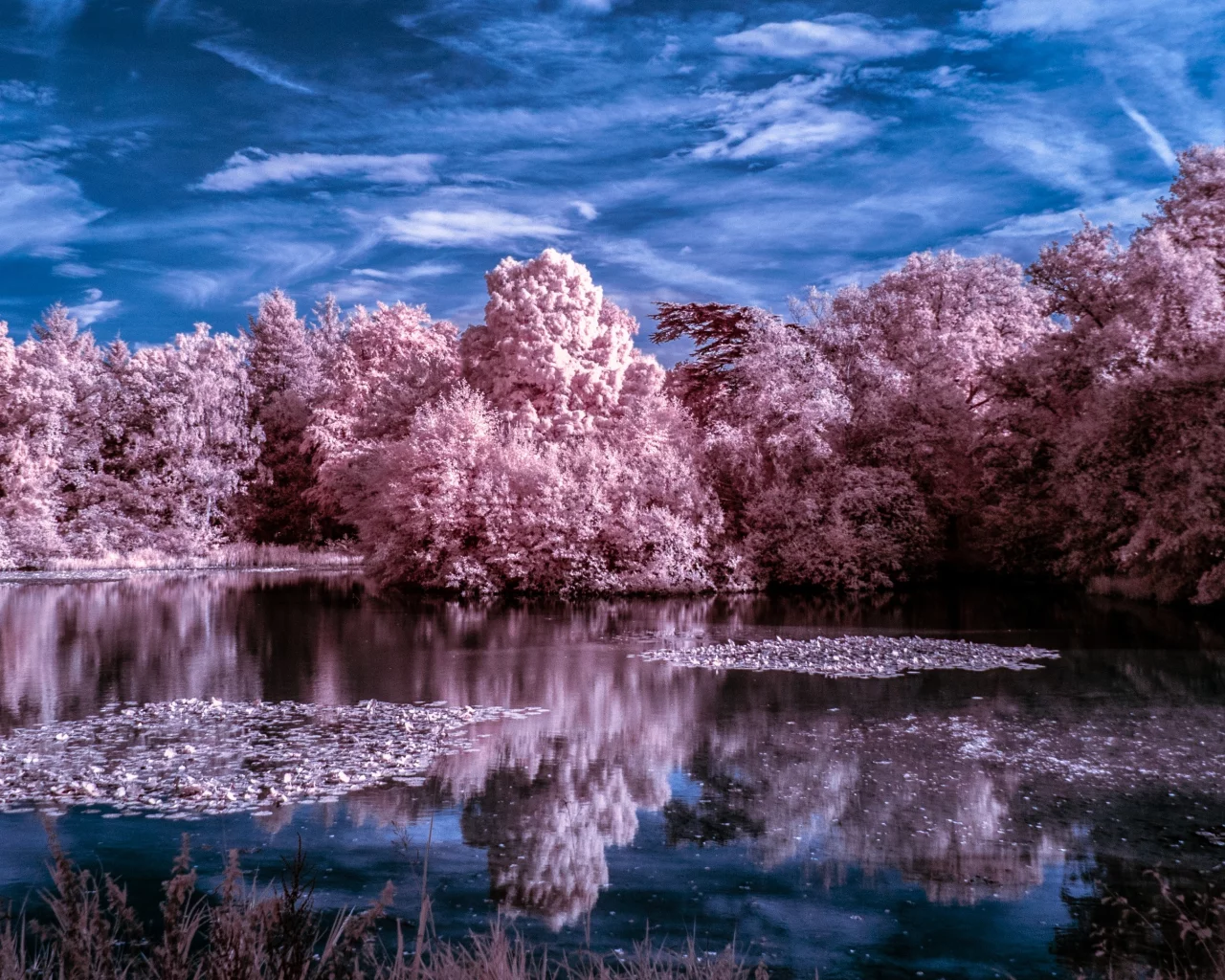 nature, winter, trees, lake, water