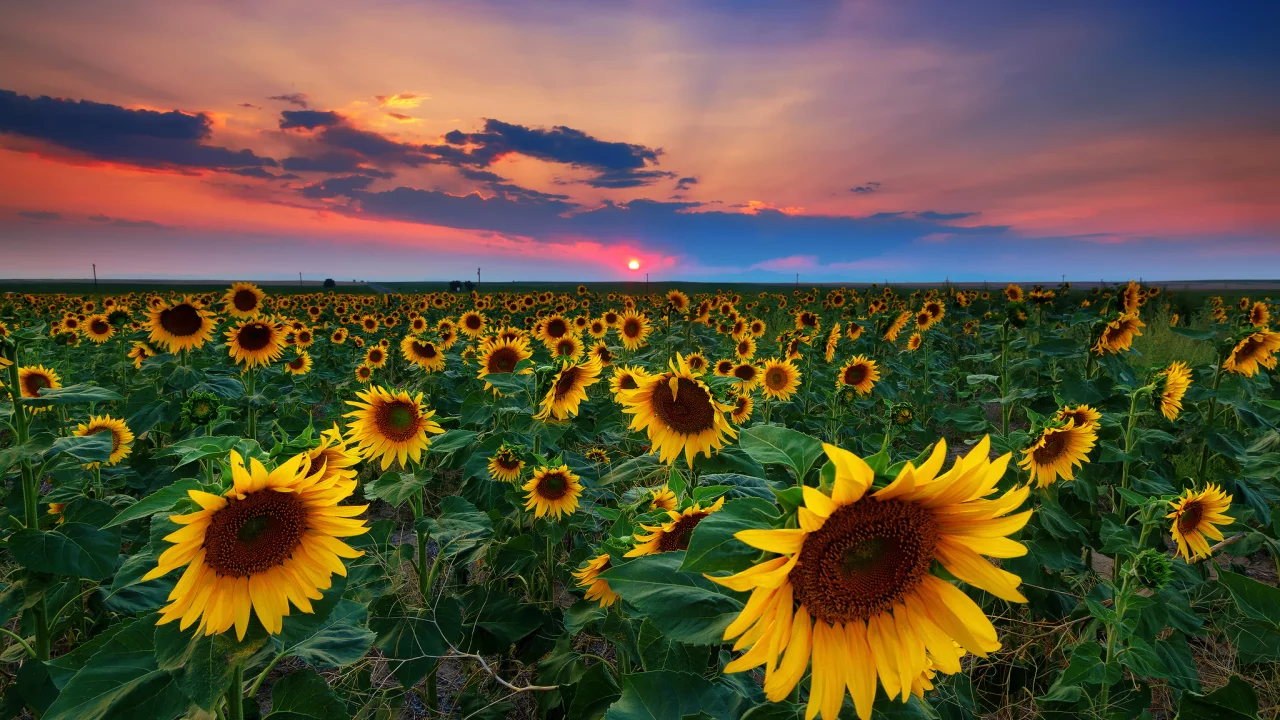 nature, nature
