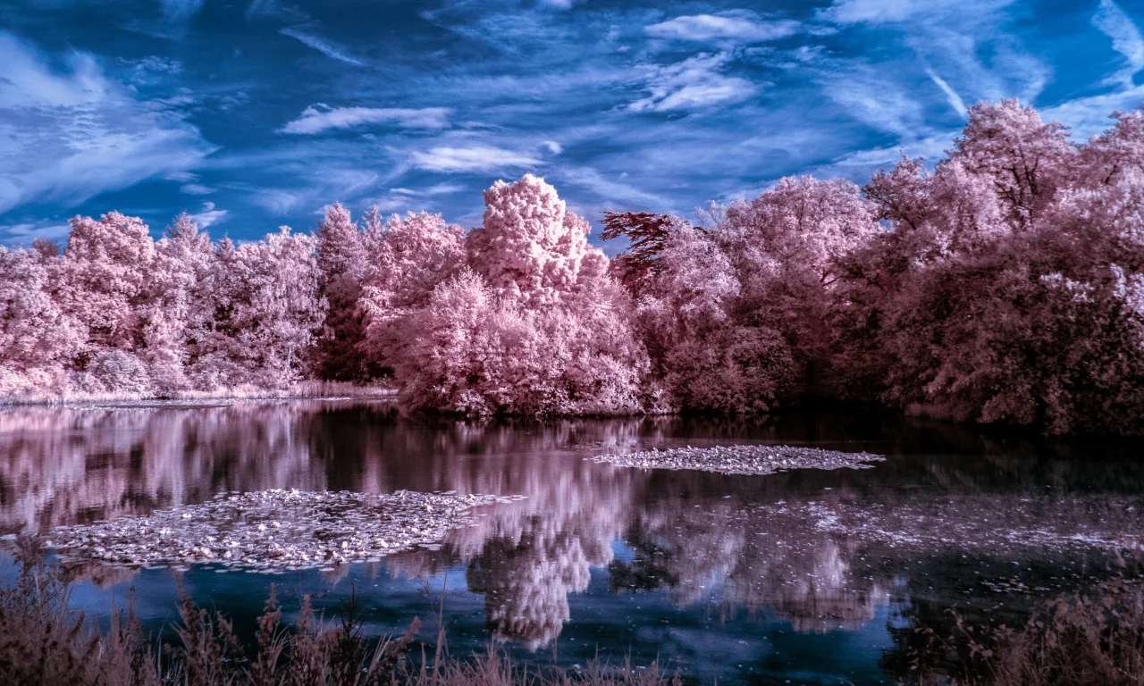 nature, winter, trees, lake, water