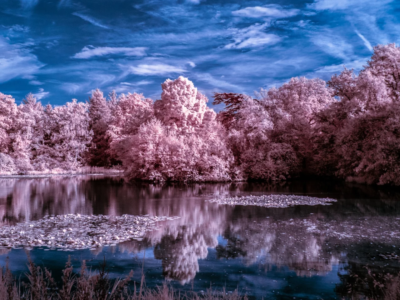 nature, winter, trees, lake, water