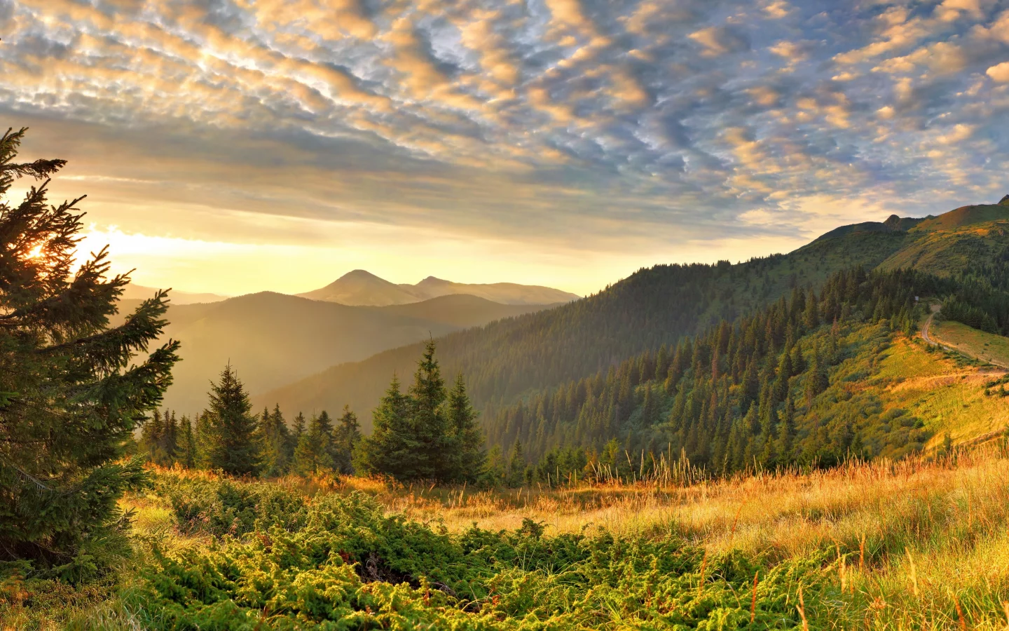 nature, forest, mountains, sky, trees