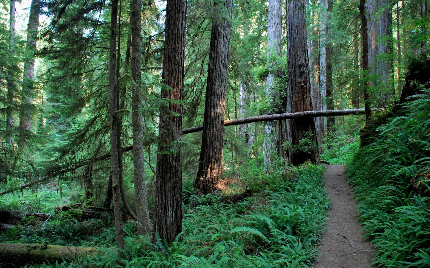nature, forest, coniferous forest, pine, cedar, path