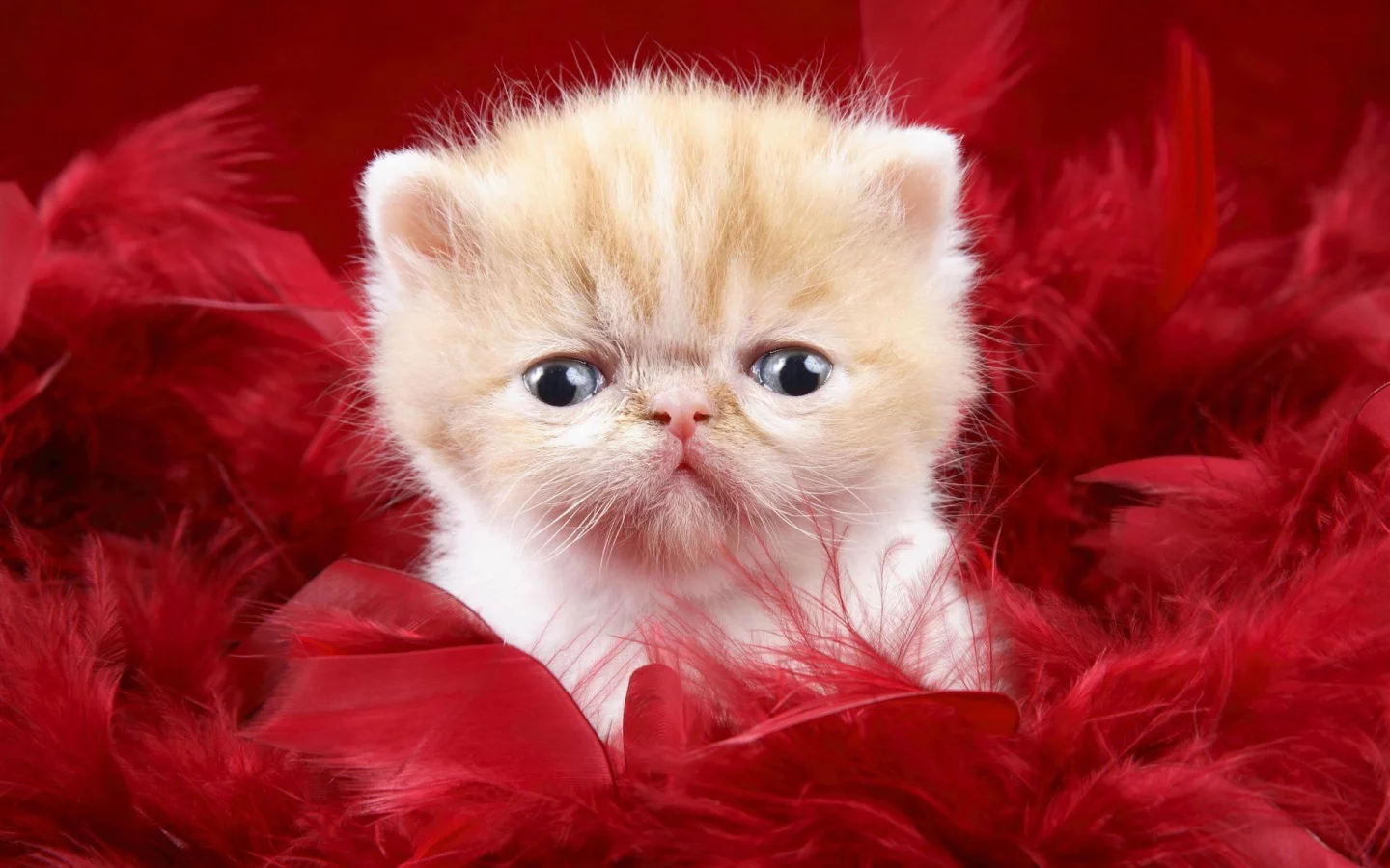 animal, kitten, cat