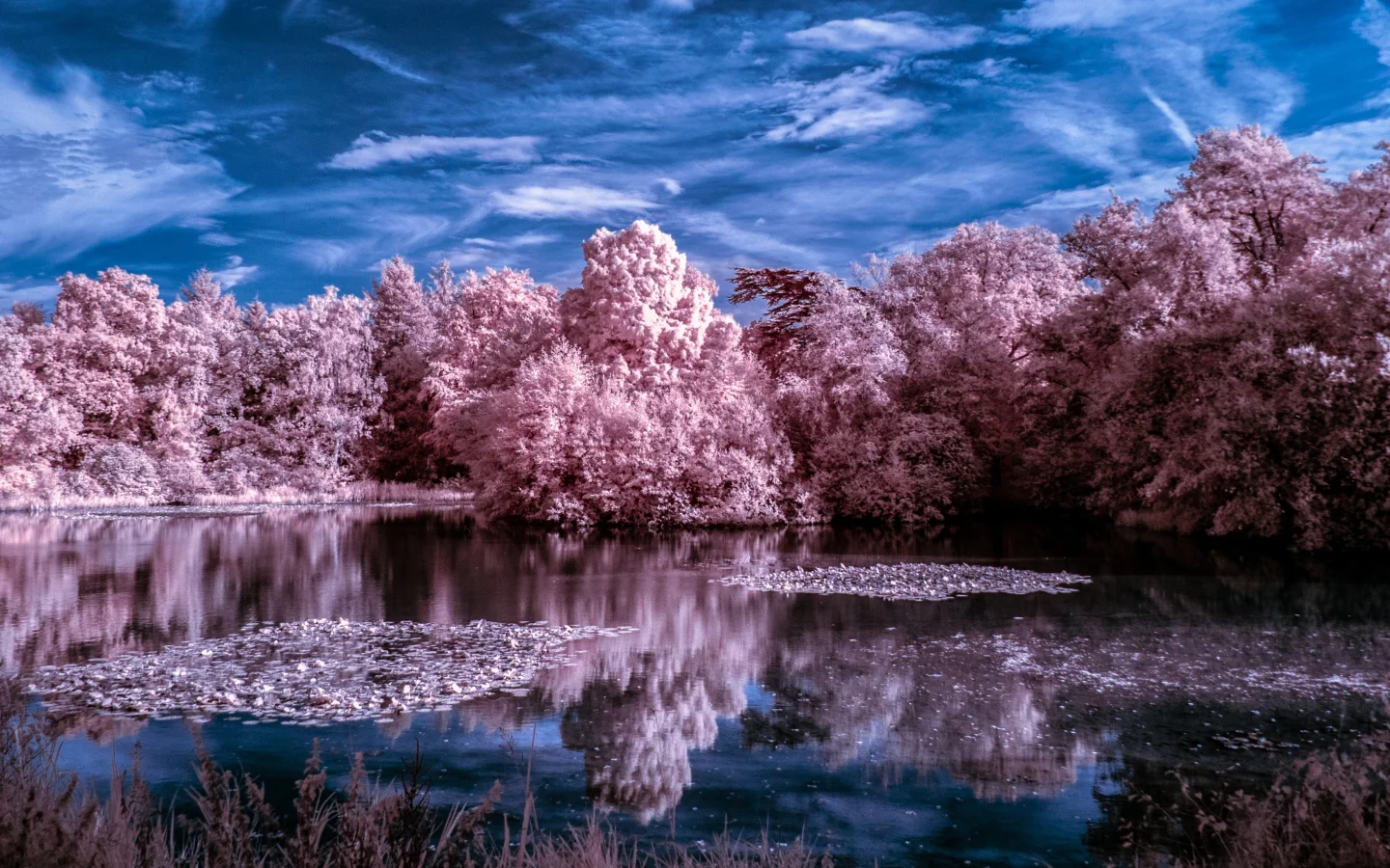 nature, winter, trees, lake, water