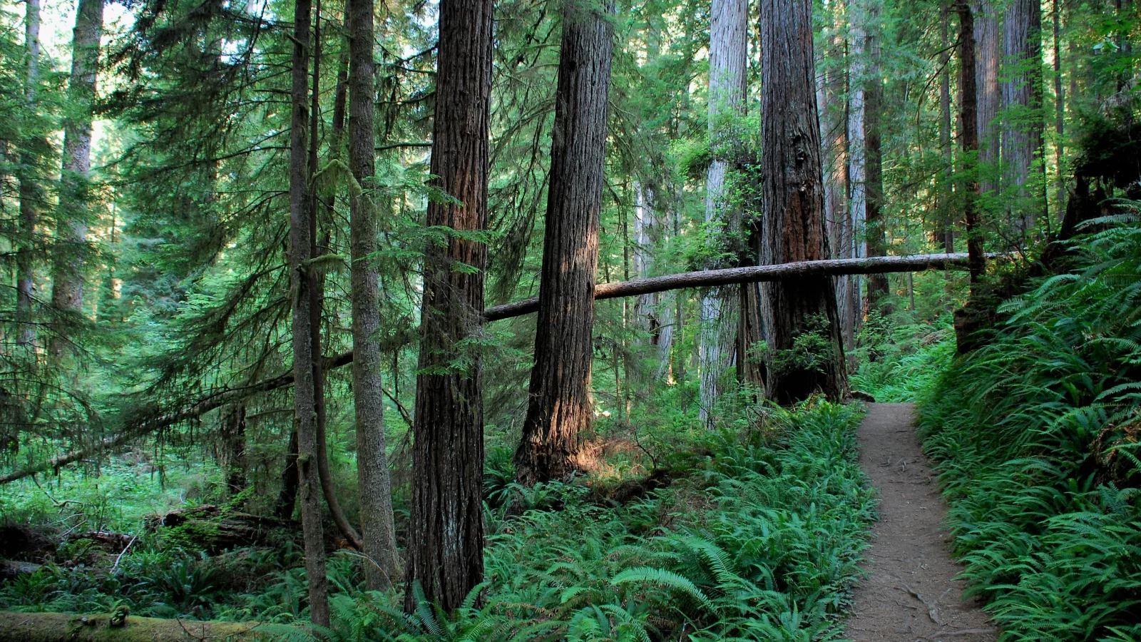 nature, forest, coniferous forest, pine, cedar, path