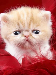 animal, kitten, cat