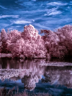 nature, winter, trees, lake, water