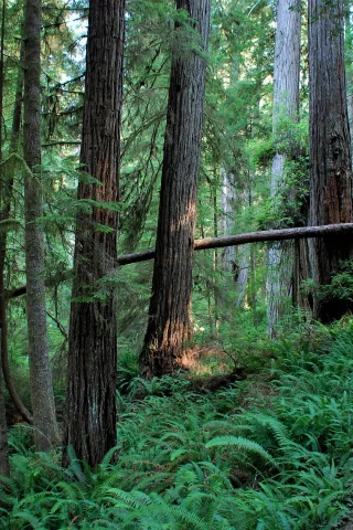nature, forest, coniferous forest, pine, cedar, path
