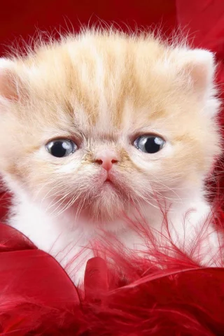 animal, kitten, cat