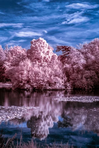 nature, winter, trees, lake, water