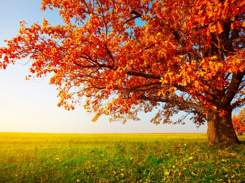 nature, nature