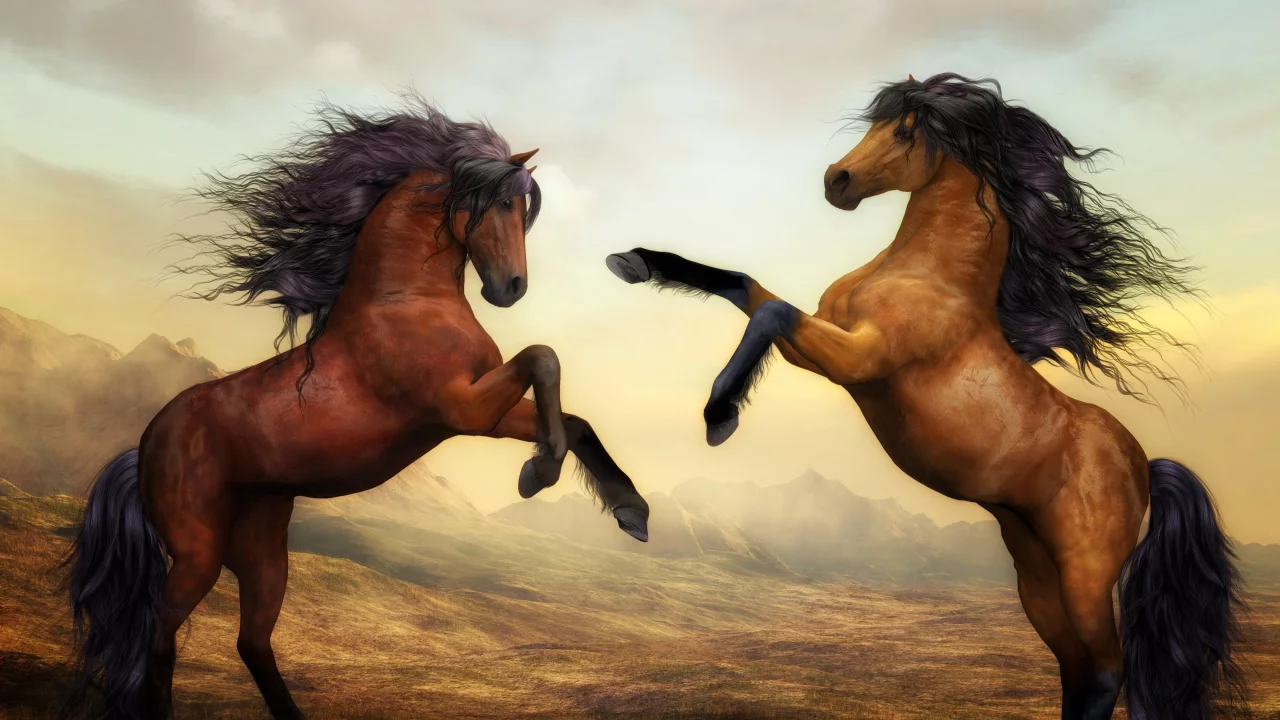 wild horses, pair, brown horses, stallion