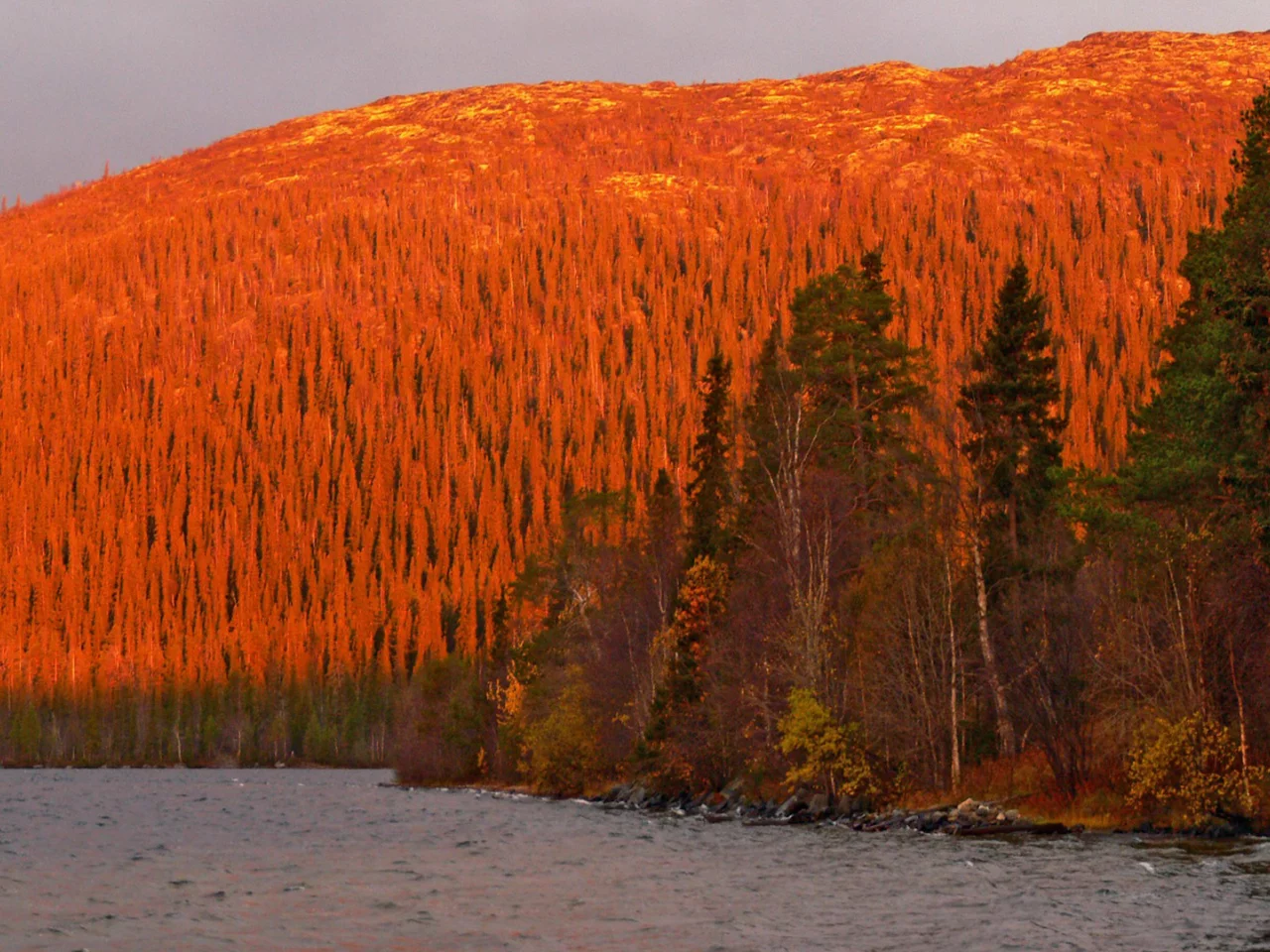 nature, mountains, forest, river