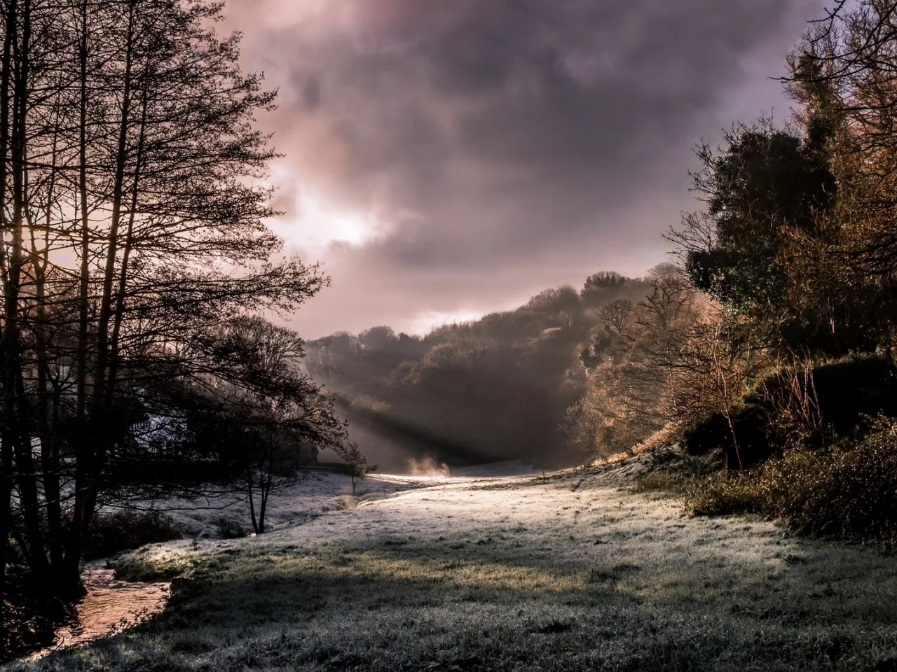 nature, forest, sun rays