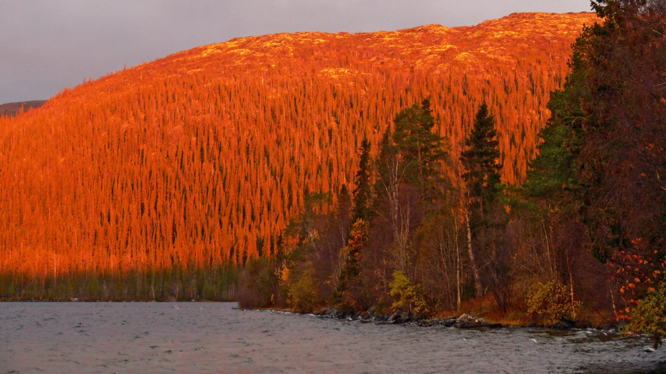 nature, mountains, forest, river