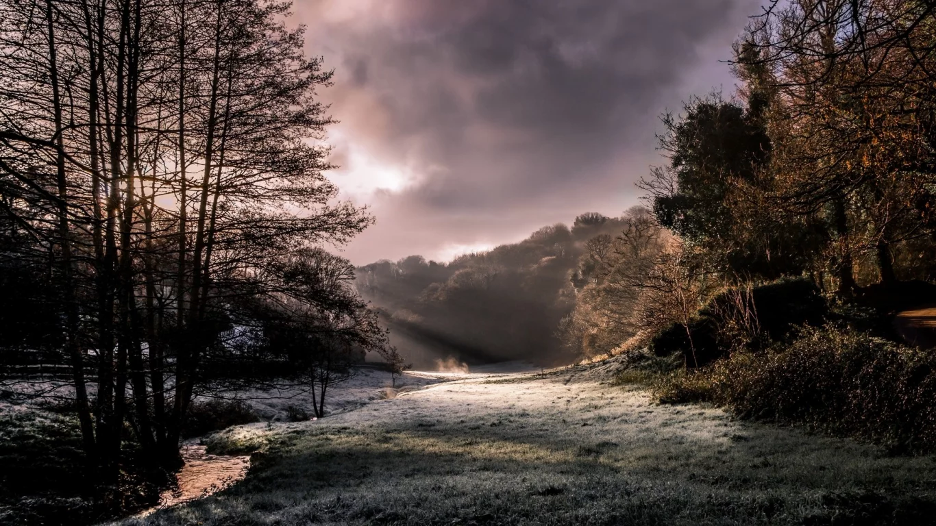 nature, forest, sun rays
