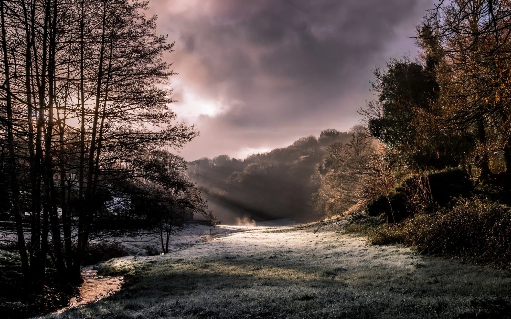 nature, forest, sun rays