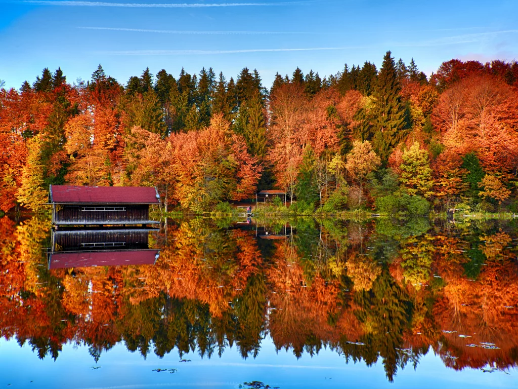 autumn, trees, forest, mirror, lake, reflection, wooden house