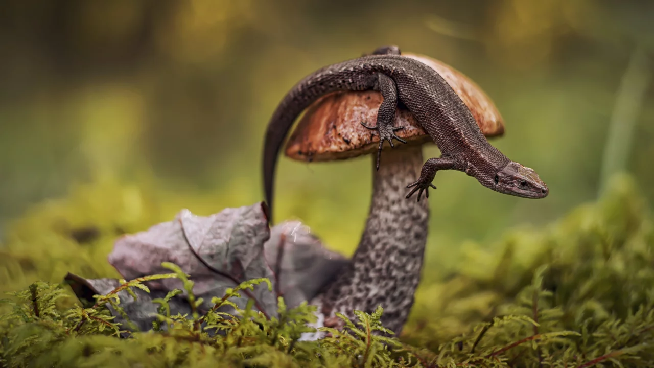 mushroom, lizard, macro photography