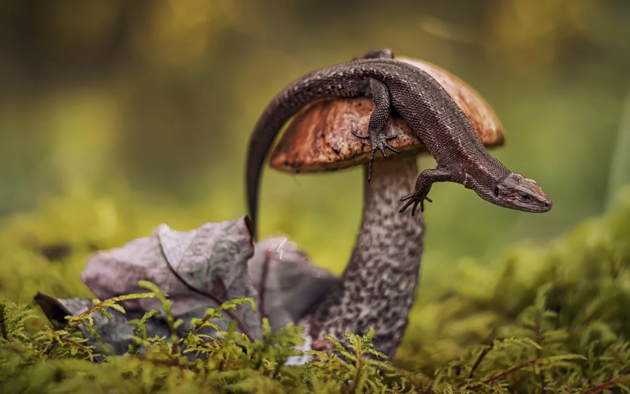 mushroom, lizard, macro photography