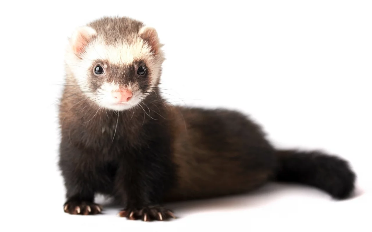 animals, ferret