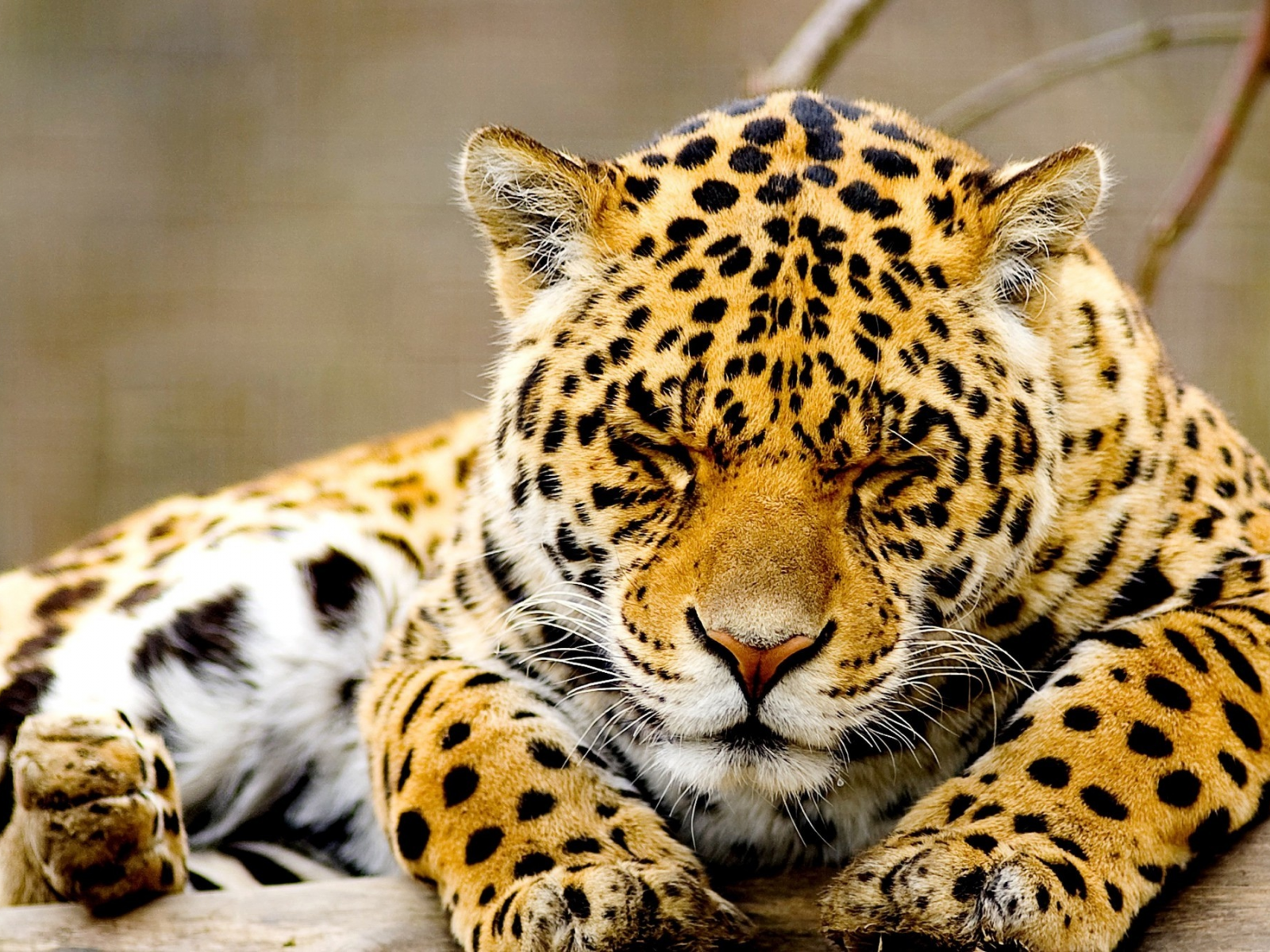 Леопард обои