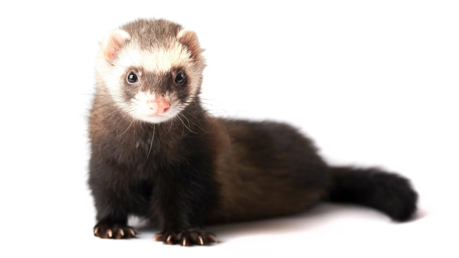 animals, ferret