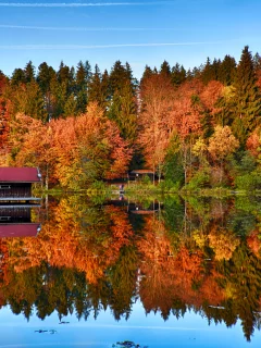 autumn, trees, forest, mirror, lake, reflection, wooden house