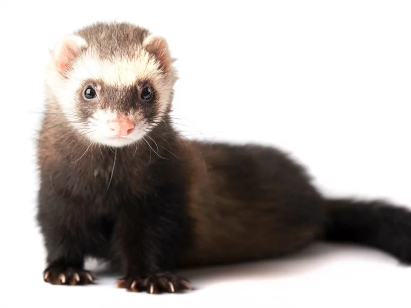 animals, ferret