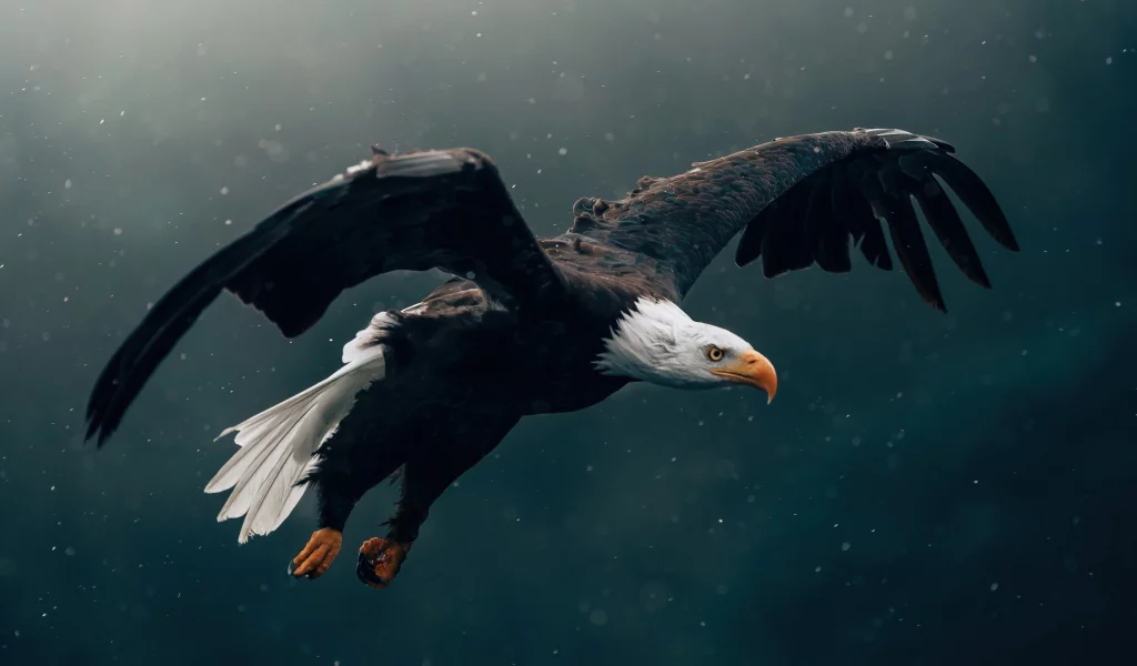 eagle, flying