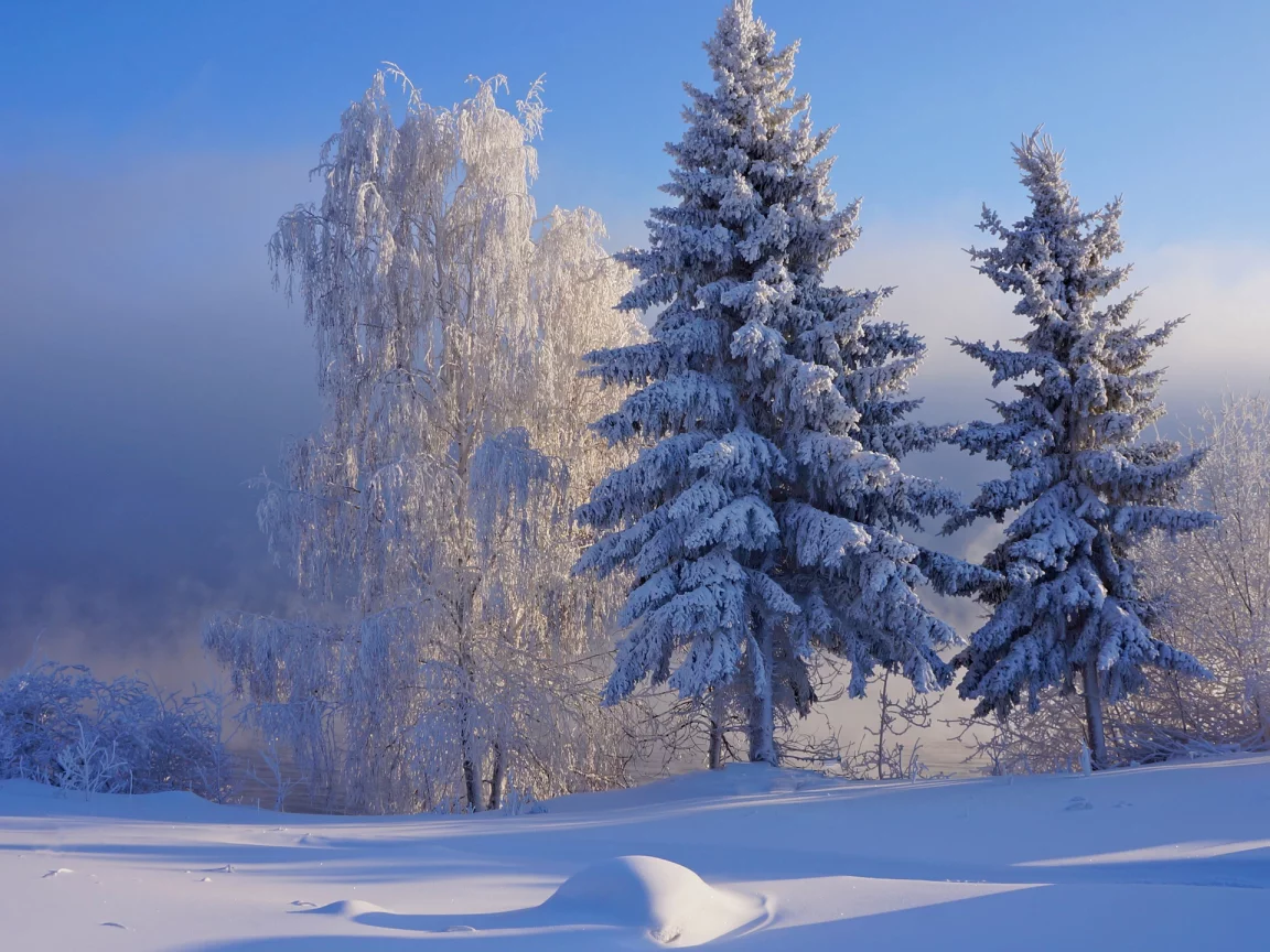 nature, forest, winter, snow