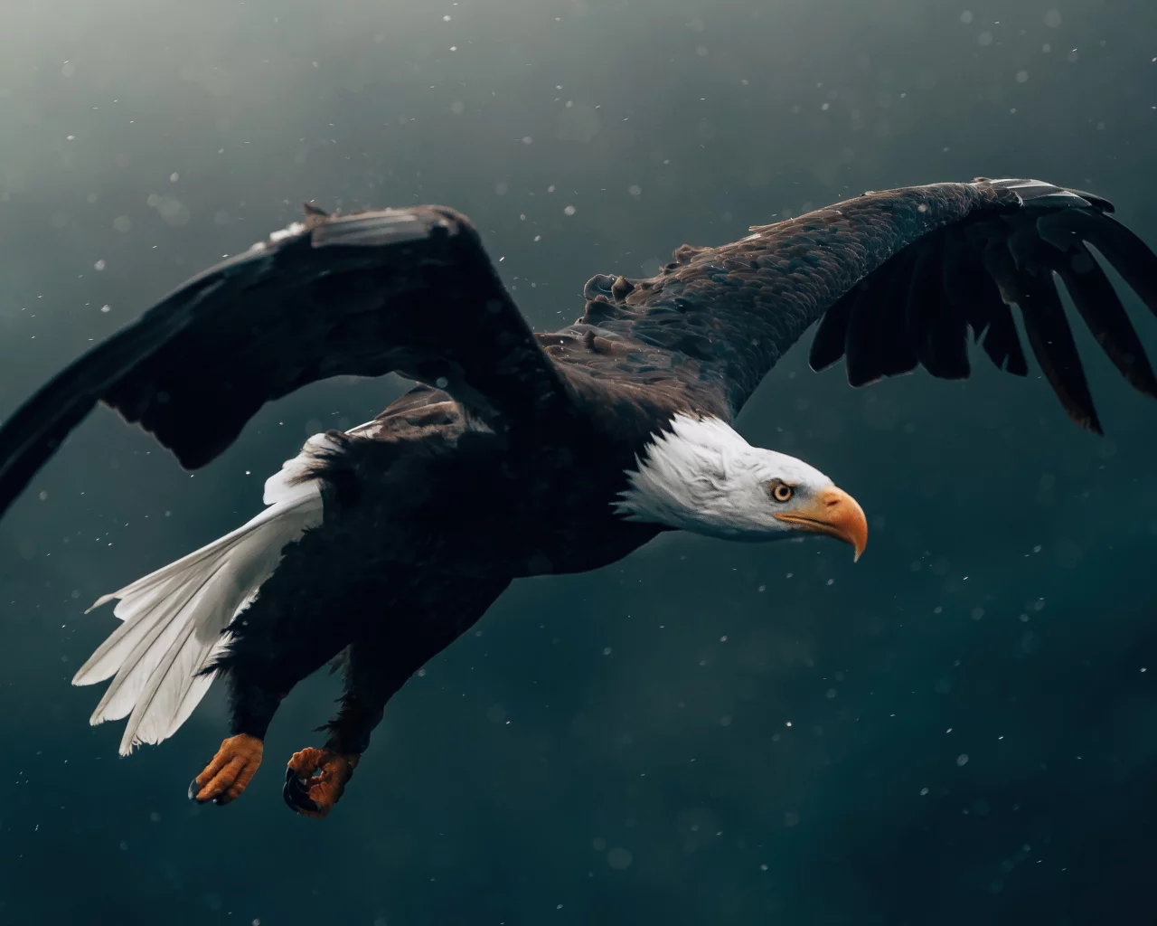 eagle, flying