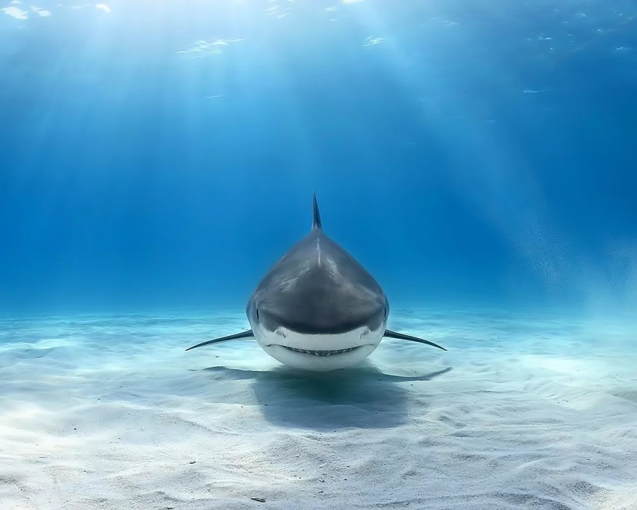 animals, shark, underwater