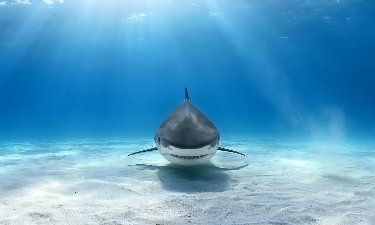 animals, shark, underwater