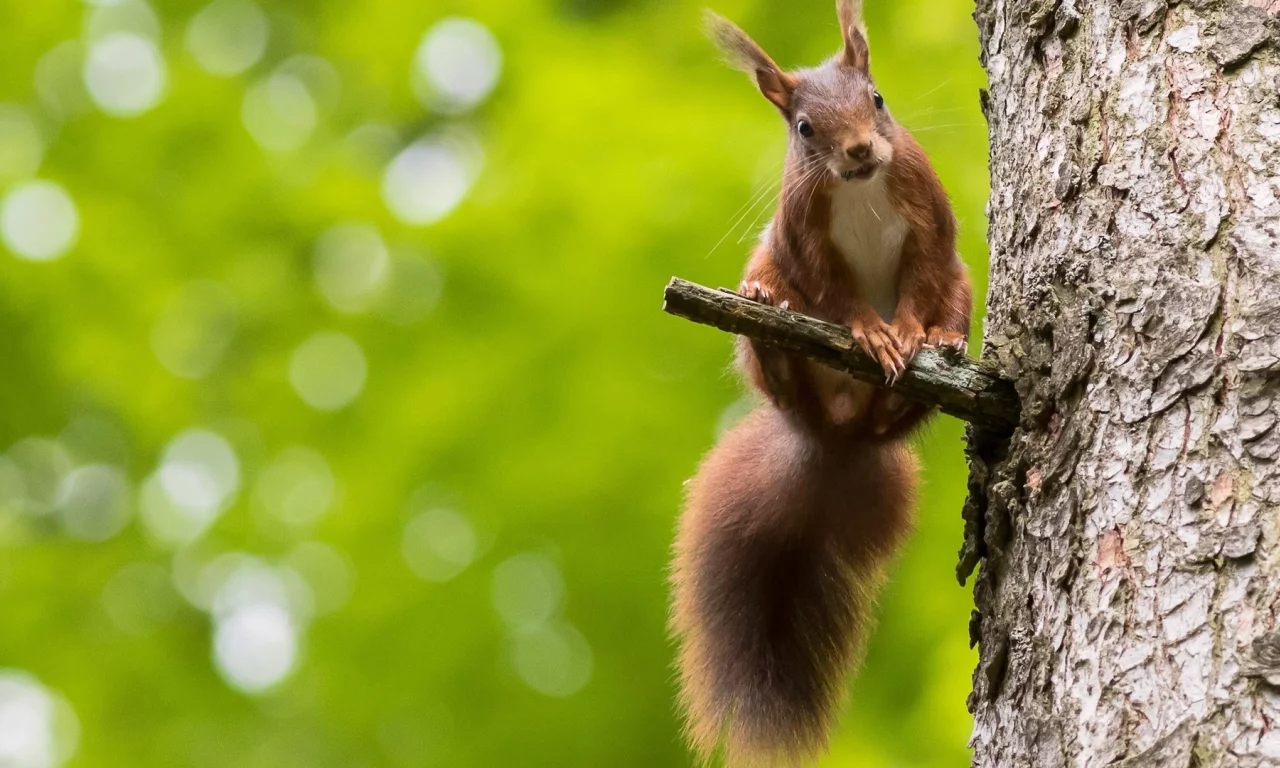 animals, squirrel, bokeh, nature