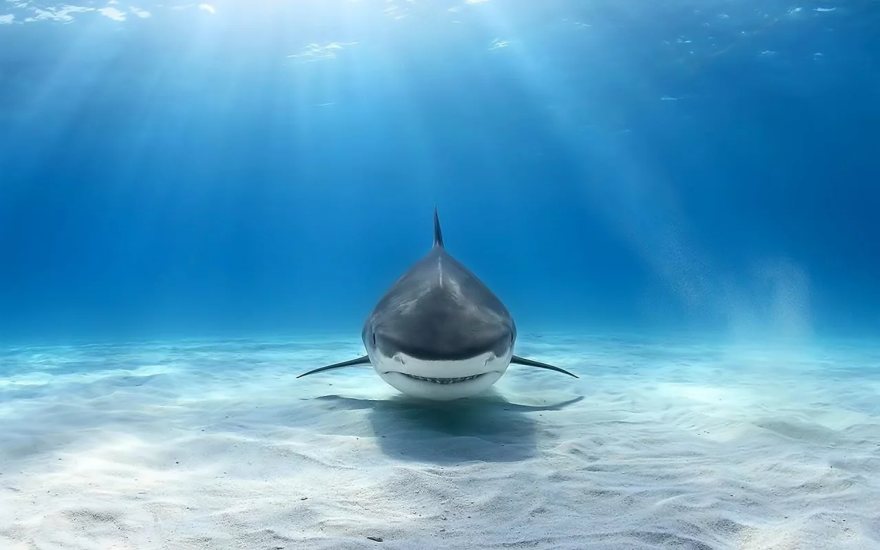 animals, shark, underwater