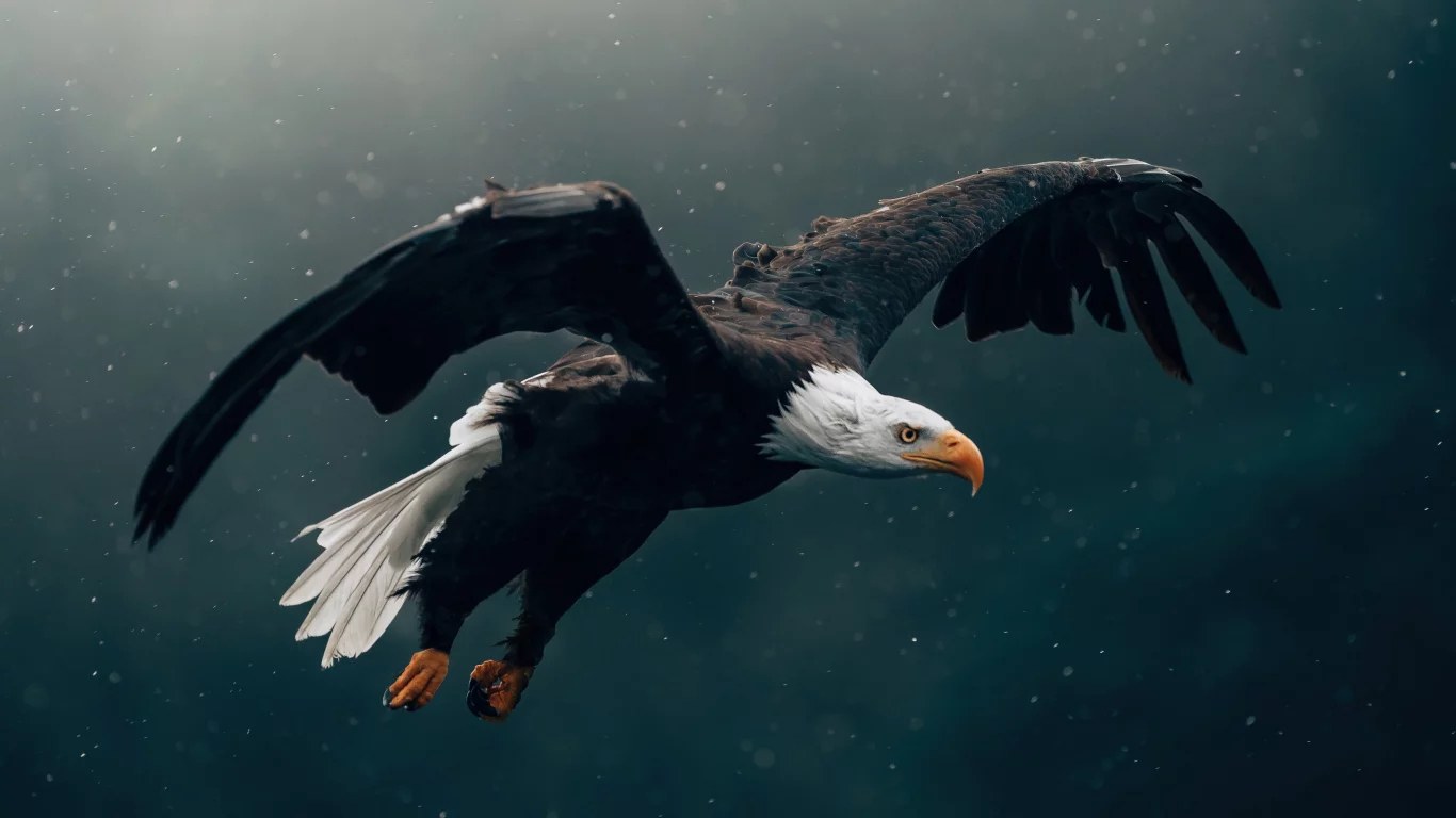 eagle, flying