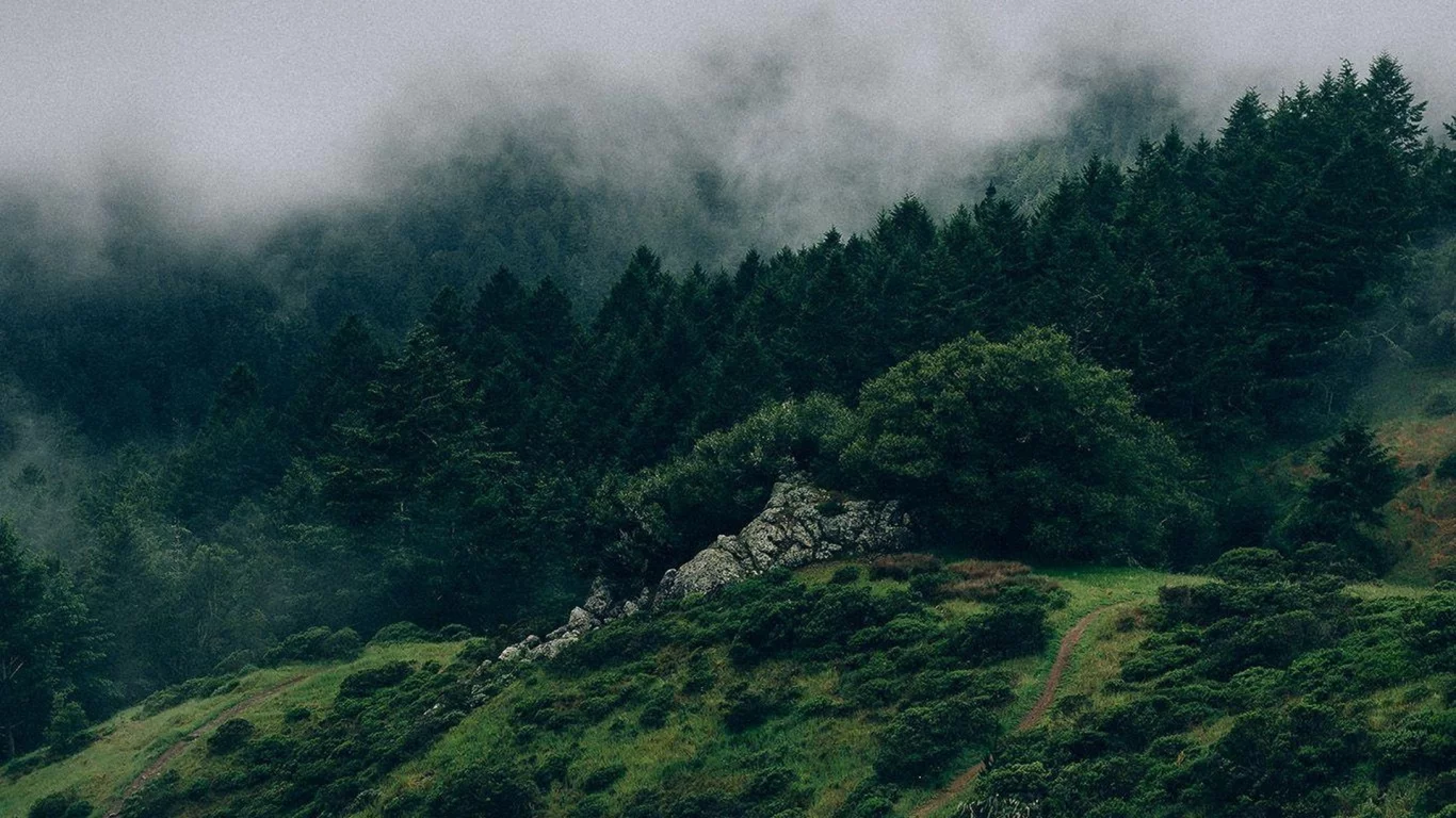 nature, mountains, forest, fog