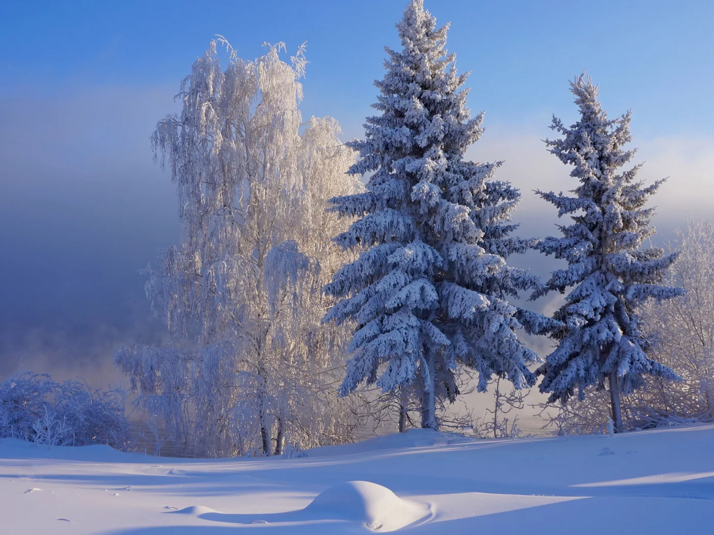 nature, forest, winter, snow
