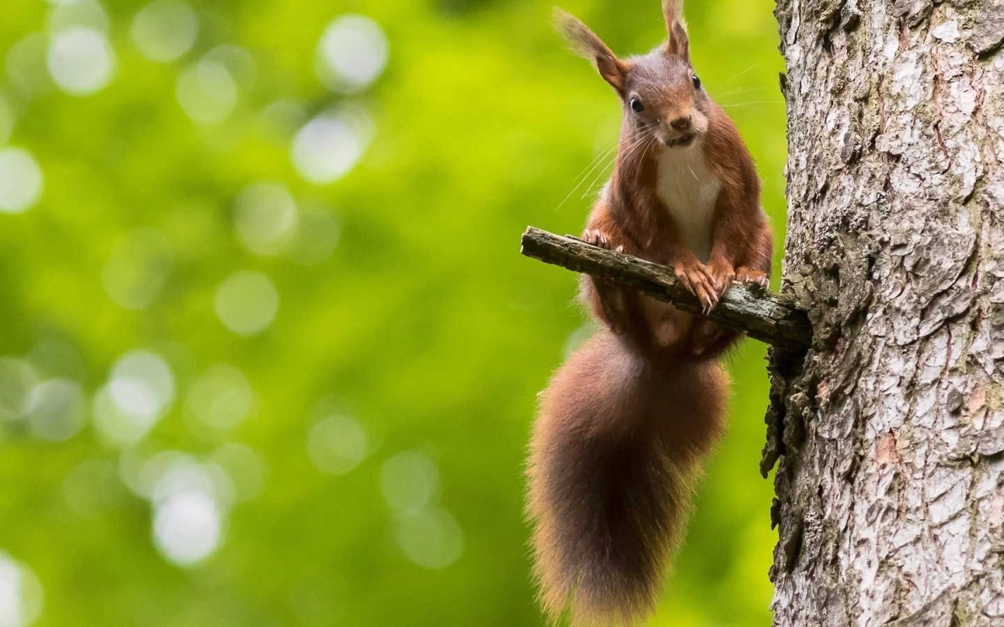 animals, squirrel, bokeh, nature