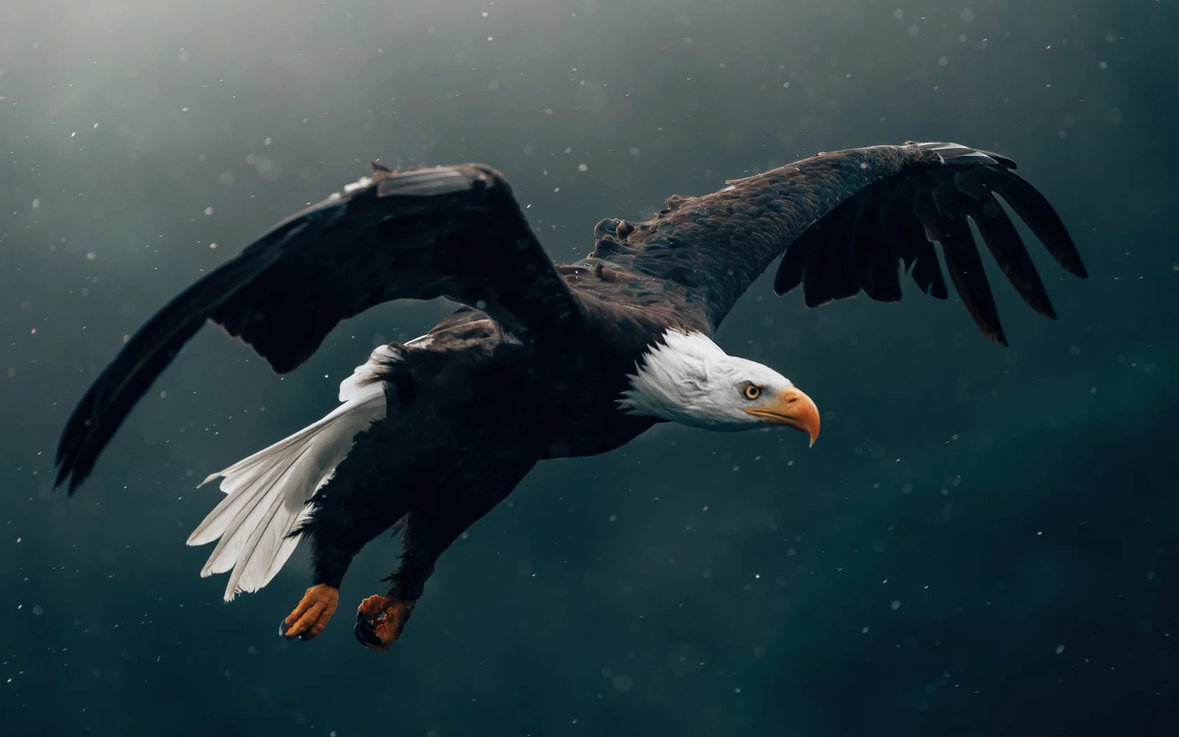eagle, flying