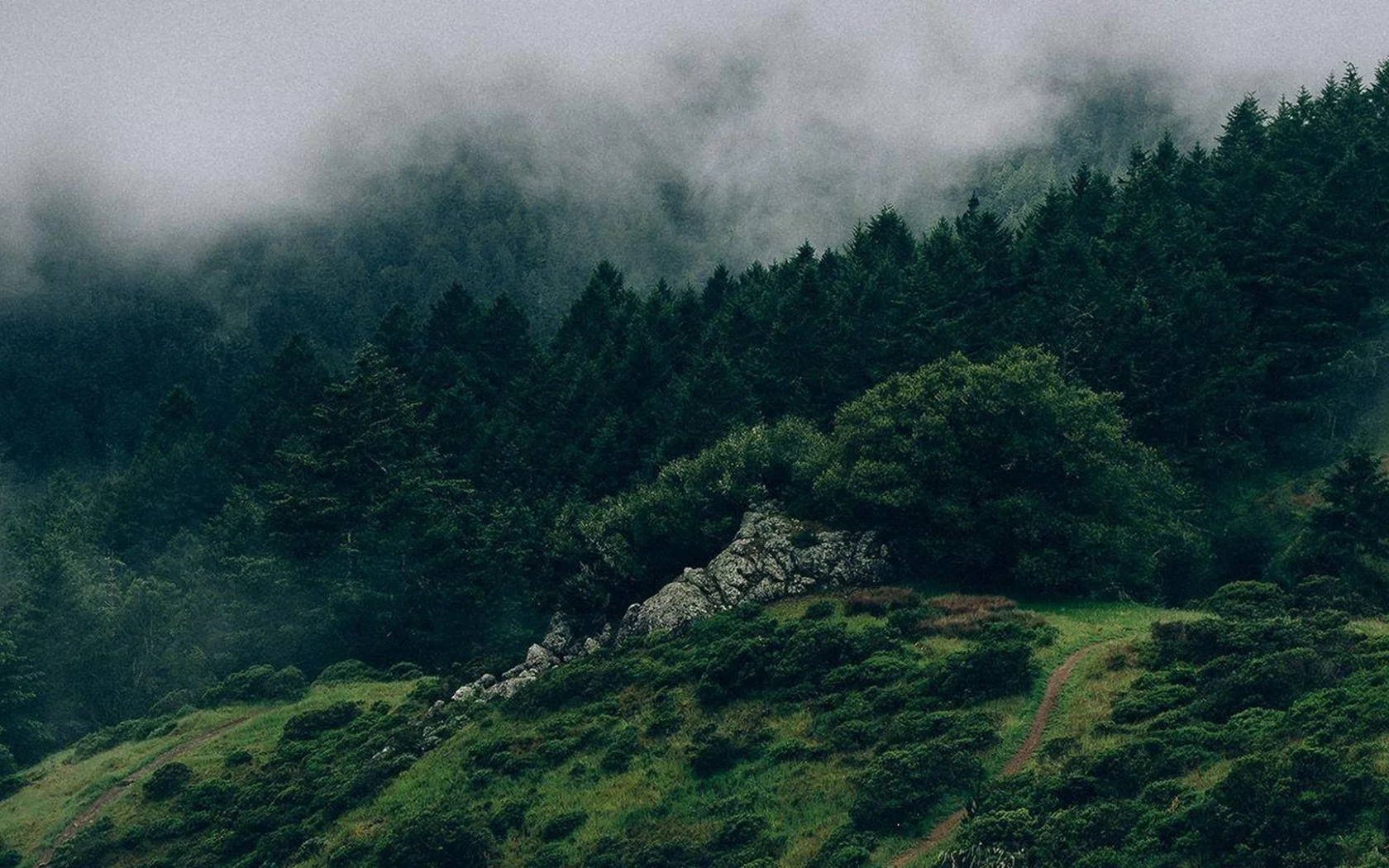nature, mountains, forest, fog