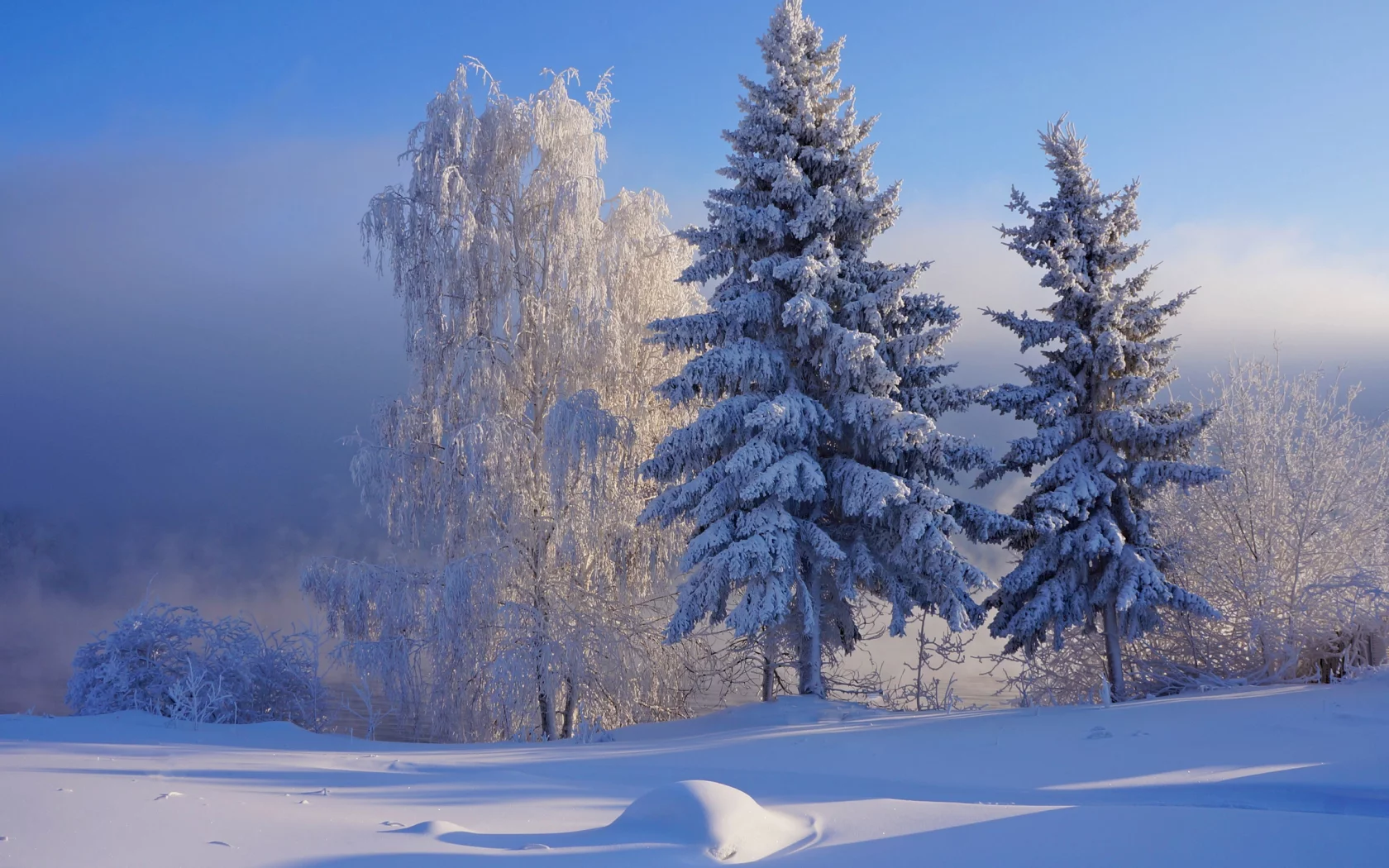 nature, forest, winter, snow