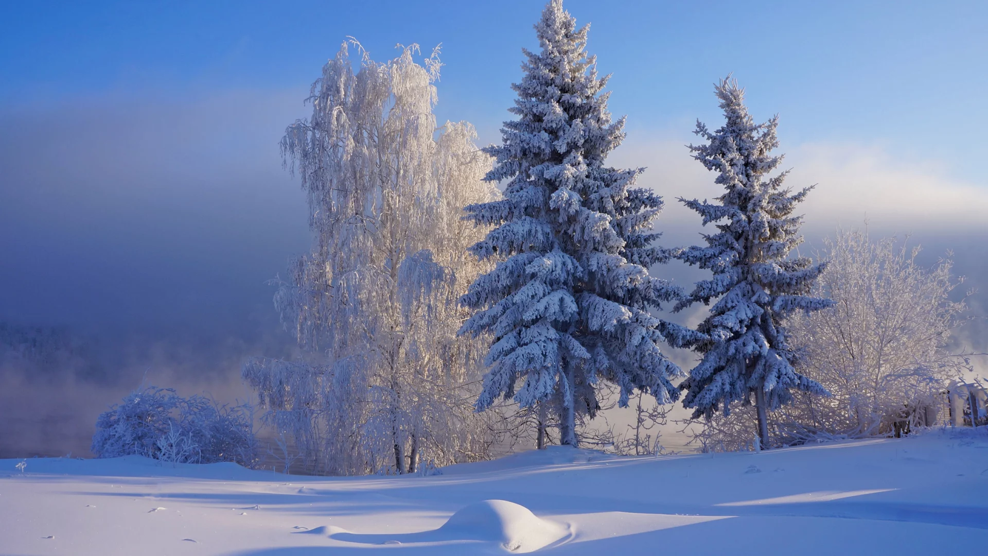 nature, forest, winter, snow