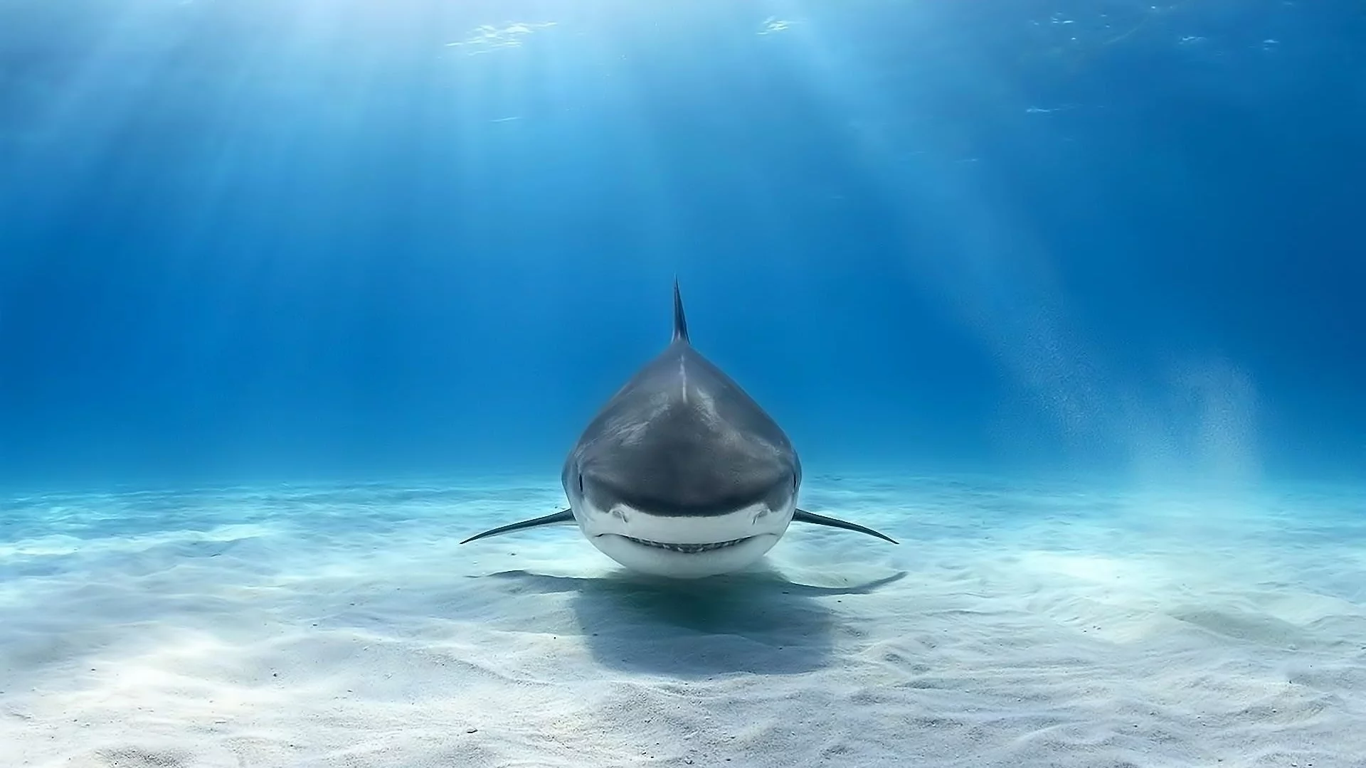 animals, shark, underwater