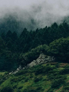 nature, mountains, forest, fog